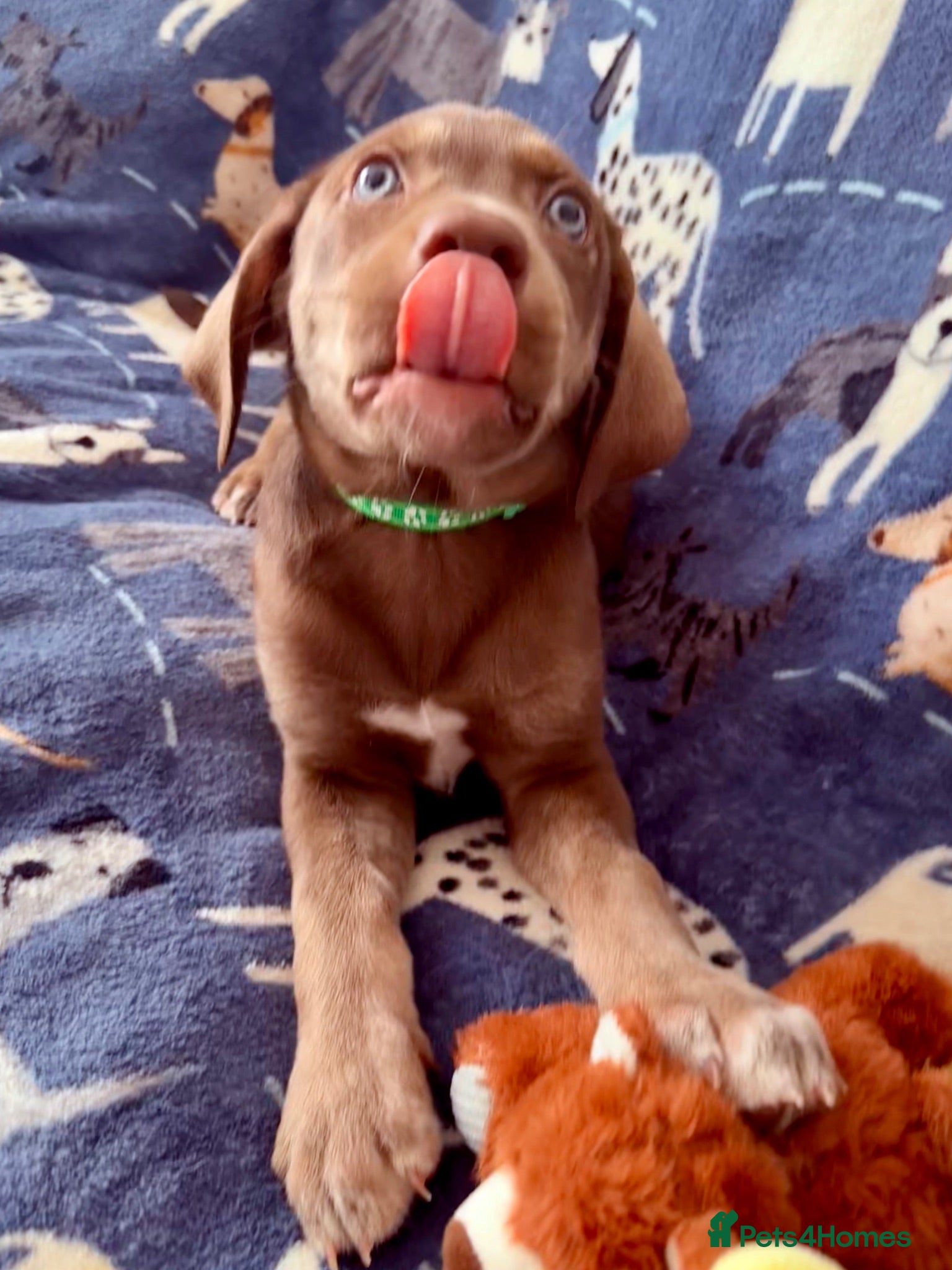 Mixed Breed dogs Siberian Shepsky x Weimaraner Pups - Gorgeous! - Advert 1