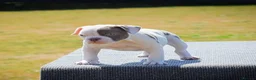 Old Tyme Bulldog dogs for sale: 23 years 5⭐️licensed Registered Breeder.  - Advert 4