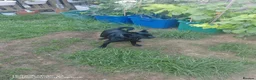 Mixed Breed dogs for sale: Beautiful jet-black French × Brussels Griffon boy in Croydon - Advert 1