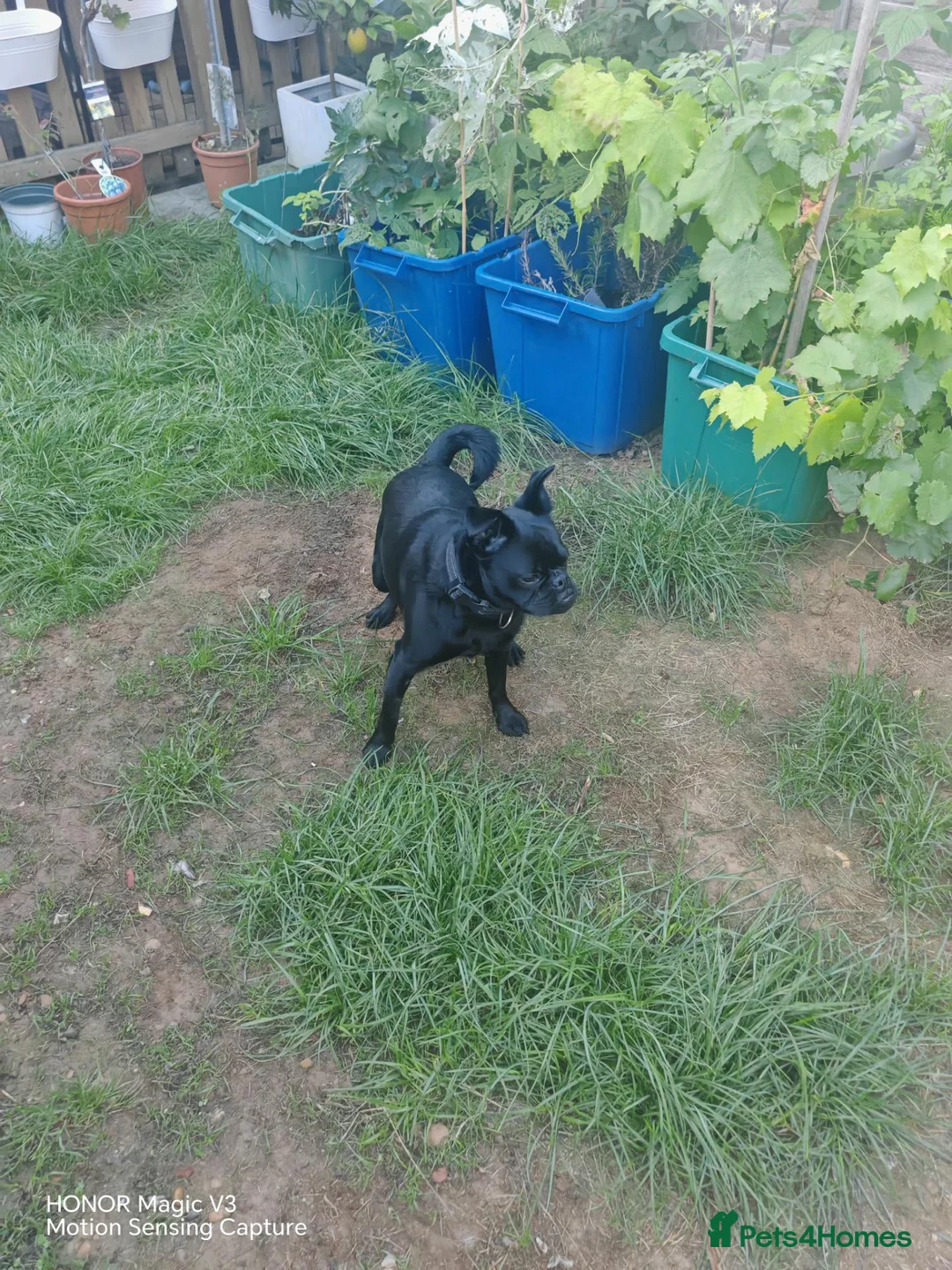 Mixed Breed dogs for sale: Beautiful jet-black French × Brussels Griffon boy in Croydon - Advert 1