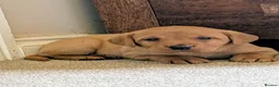 Labrador Retriever dogs for sale: Fox red Labrador puppies - Advert 26