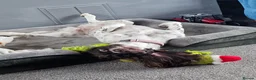 English Springer Spaniel dogs for sale: Luna  in Petersfield - Advert 1