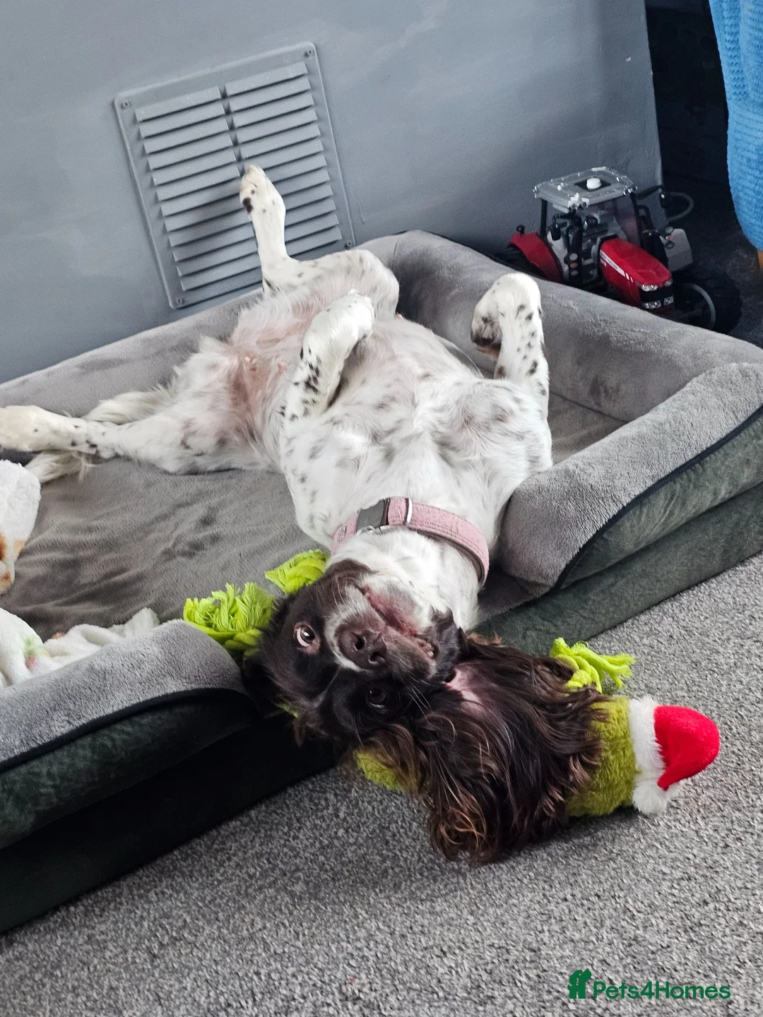English Springer Spaniel dogs for sale: Luna  in Petersfield - Advert 1