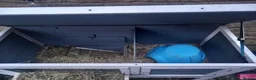 Guinea Pig rodents for sale: Guinea Pigs + Hutch  - Advert 12