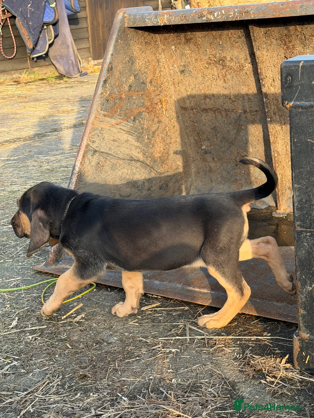 Bloodhound dogs for sale: Bloodhound puppies  - Advert 4