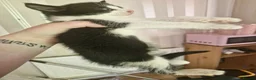 Mixed Breed cats for sale: 2 kittens please read - Advert 3