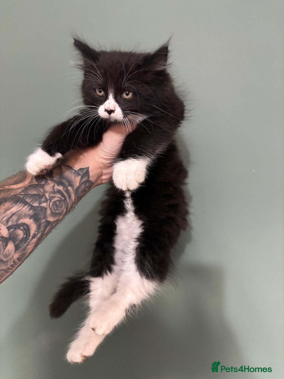 Maine Coon cats for sale: 5 amazing kittens  - Image 3