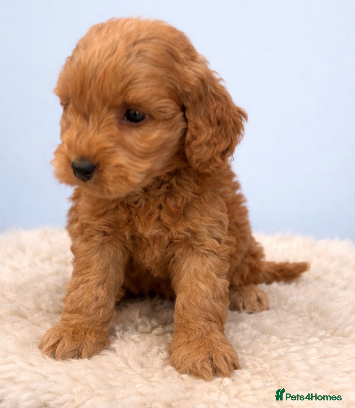 Cockapoo dogs Beautiful cockapoo  - Advert 5