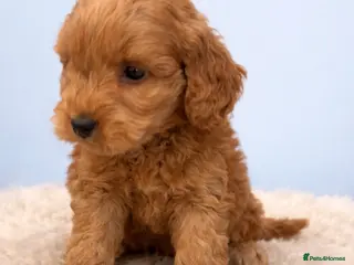 Cockapoo dogs Beautiful cockapoo - Advert 5