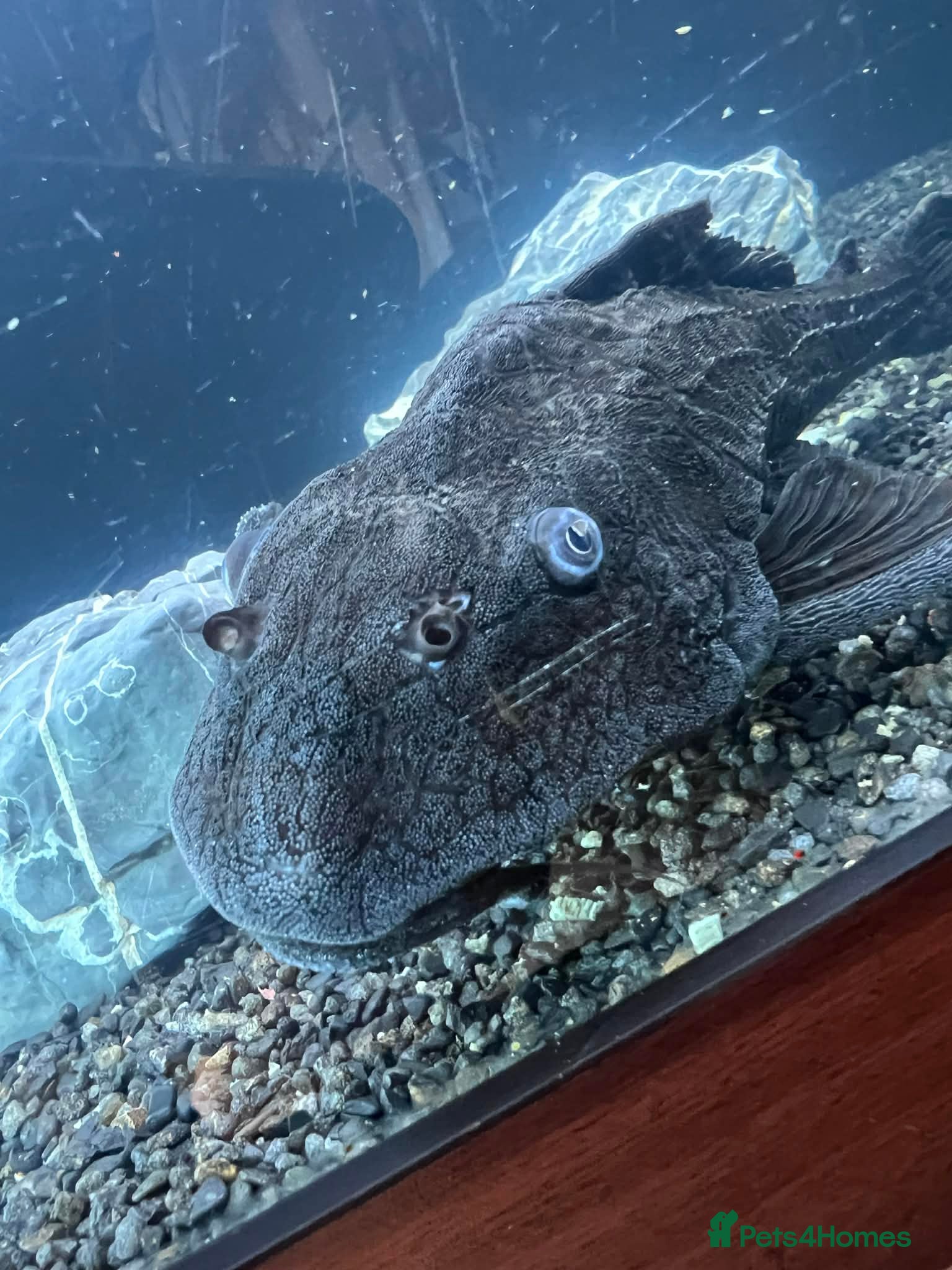 Plecos fish 2x Large common plecos  - Advert 2