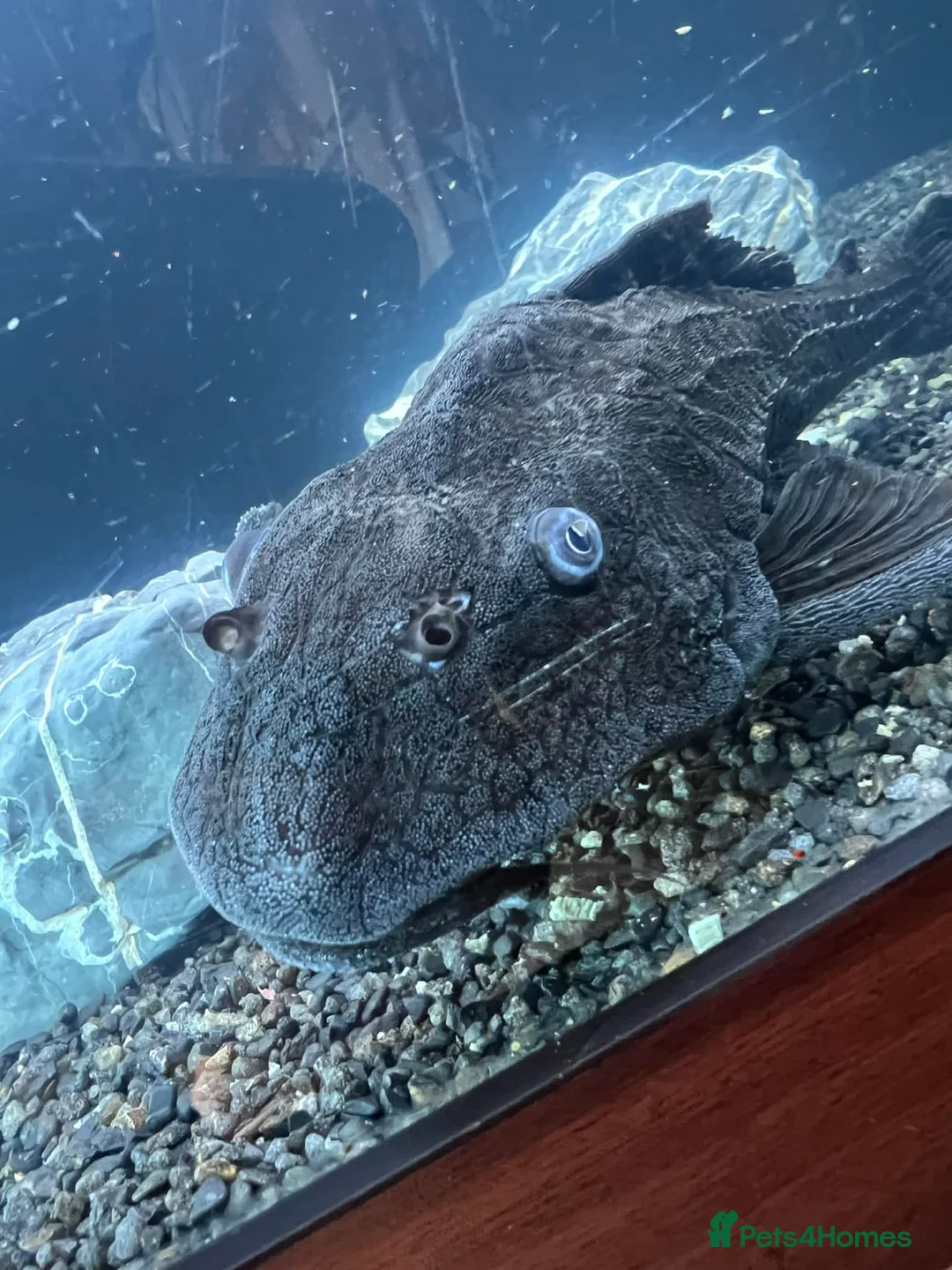 Plecos fish for sale: 2x Large common plecos  in Lincoln - Advert 1