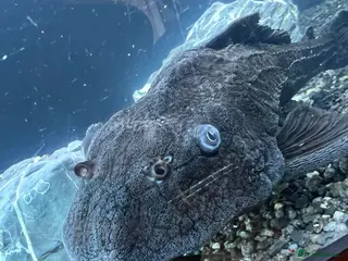 Plecos fish 2x Large common plecos - Advert 2