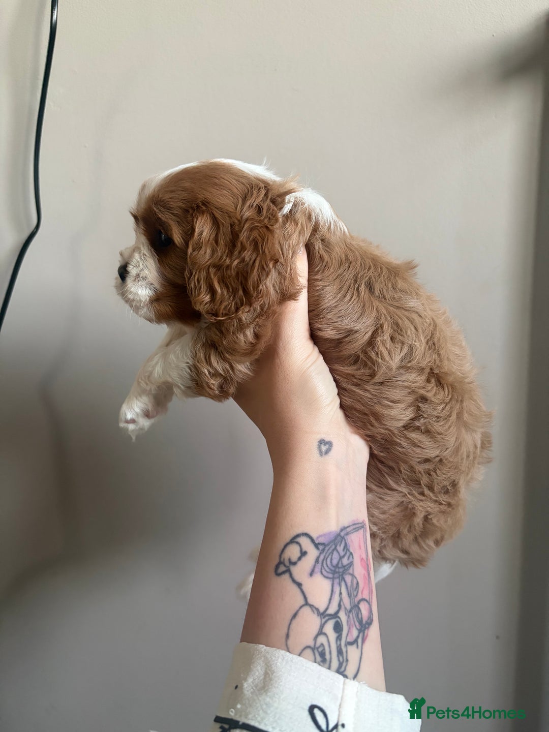 Cavalier King Charles Spaniel dogs for sale: Beautiful Cavalier King Charles Puppies - Advert 16