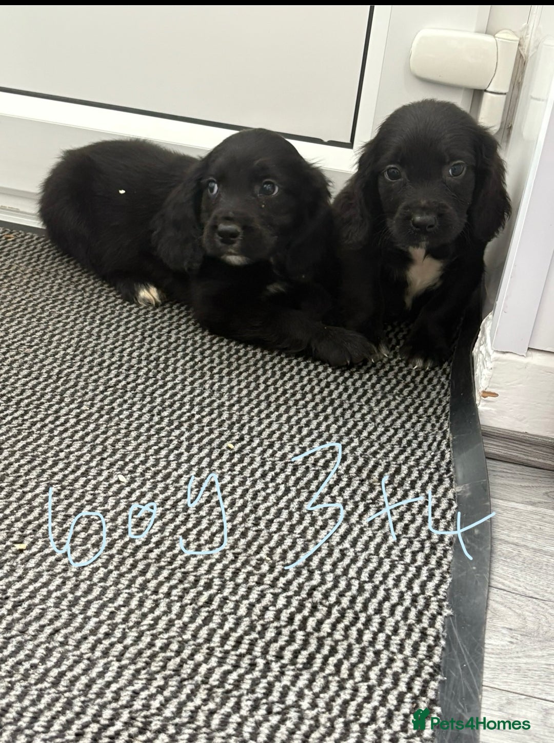 Cocker Spaniel dogs for sale: Cockerspaniel puppies  - Image 6