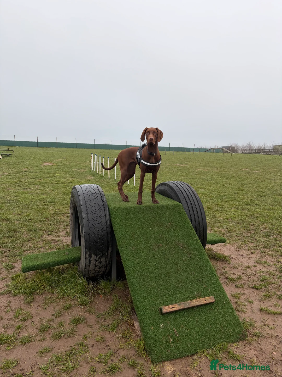Mixed Breed dogs for sale: 6 month old Vizslaxdobermann - Advert 4