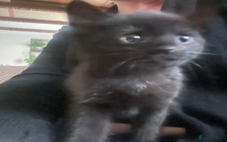 Mixed Breed cats for sale: 3 kittens left   - Advert 2