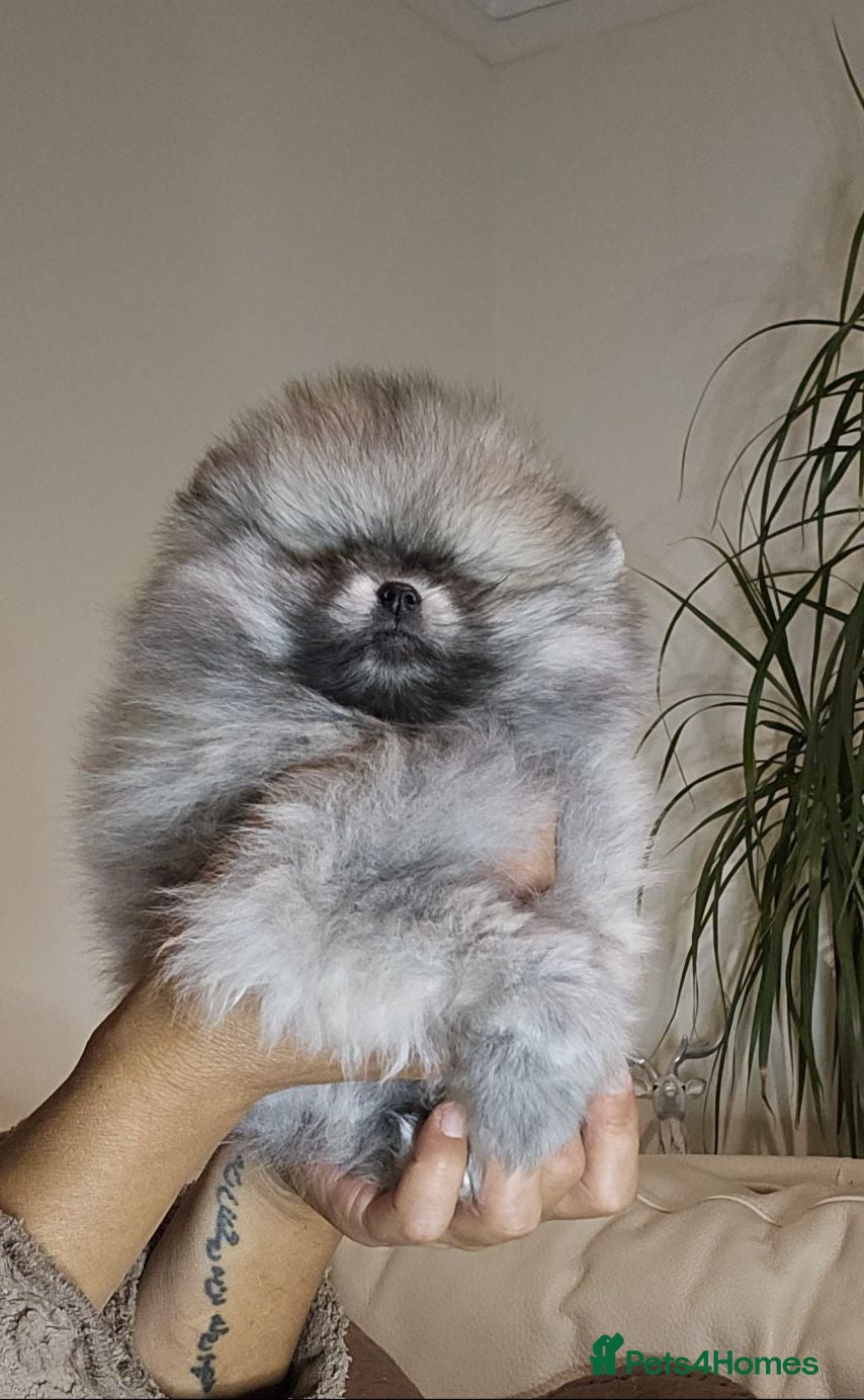 Pomeranian dogs Amazing toys pomeranian puppies  - Advert 16