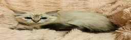 Ragdoll cats for sale: Degruchi Cattery has show quality kittens for sale in Petersfield - Advert 13