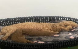 Toy Poodle dogs for sale: Red toy poodle  - Image 17