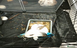 Mixed Breed rabbits for sale: Mix breed male neutered, vaccinated 6 months.  - Image 2