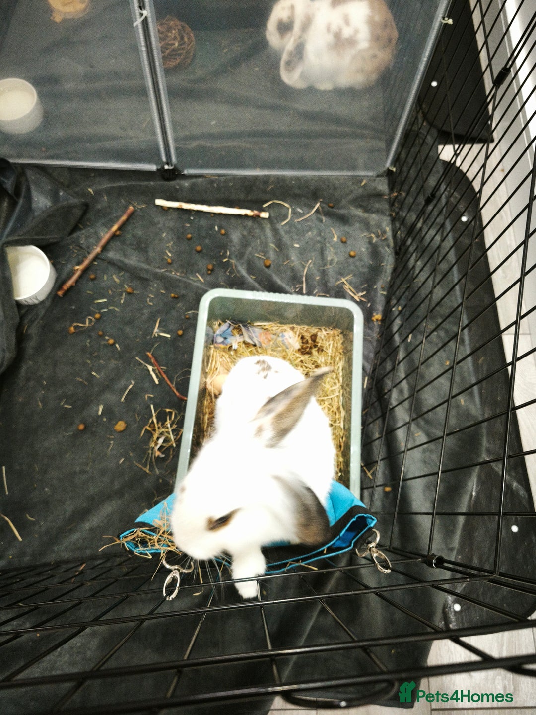 Mixed Breed rabbits for sale: Mix breed male neutered, vaccinated 6 months.  - Image 2