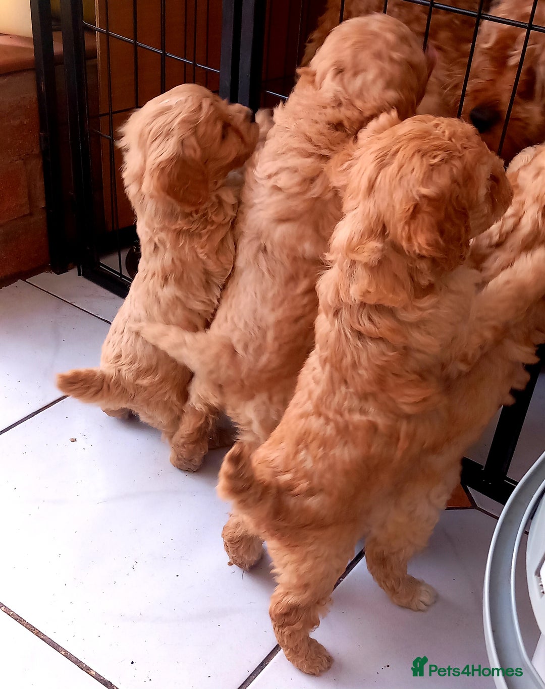 Cavapoo dogs for sale: 6 beautiful cavapoo puppies - Advert 6