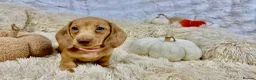 Dachshund dogs for sale: HIGH QUALITY MINIATURE DACHSHUND PUPPIES - Advert 12