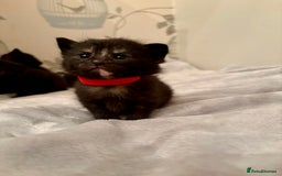 Mixed Breed cats for sale: 4 mixed breed female kittens  - Image 2