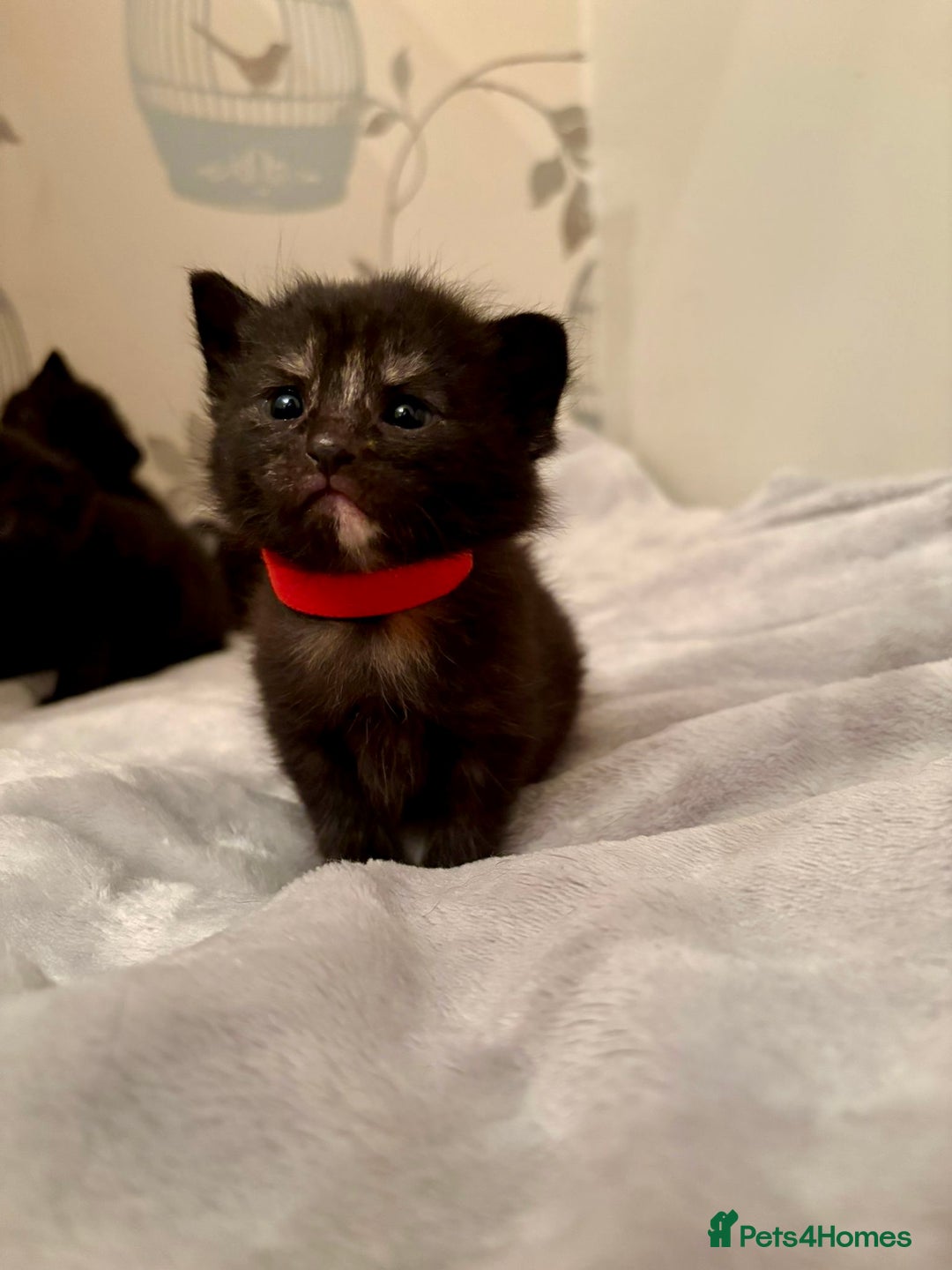 Mixed Breed cats for sale: 4 mixed breed female kittens  - Image 2