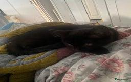 Himalayan cats for sale: Gorgeous Last kitten Girl 🩷 found home ‼️‼️ - Image 23