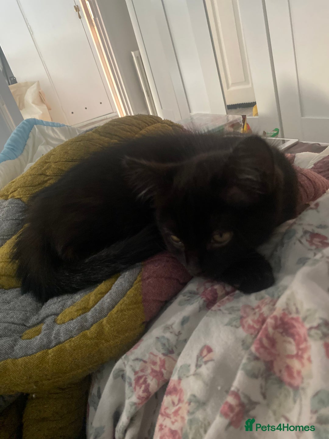 Himalayan cats for sale: Gorgeous Last kitten Girl 🩷 found home ‼️‼️ - Image 23
