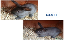 Mixed Breed rabbits for sale: Mini lop cross babies - Advert 4