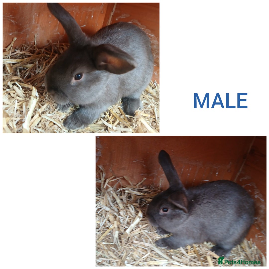 Mixed Breed rabbits for sale: Mini lop cross babies - Advert 4