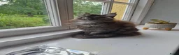 Maine Coon cats for sale: Pure Tica active Main Coon kittens - Advert 3