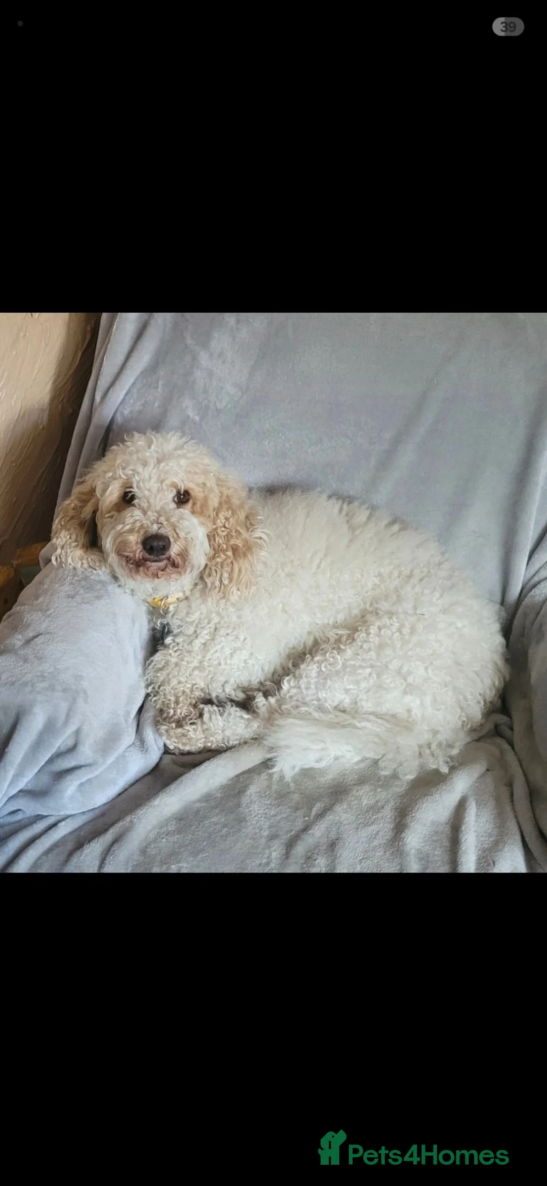 Cockapoo dogs for sale: 4 beautiful female cockapoos for sale - Advert 2