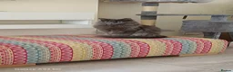 Mixed Breed cats for sale: 4 persian ragdolls ( one grey reserved).  - Advert 2