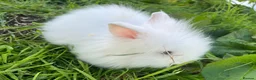 Mixed Breed rabbits for sale: 🐰 Adorable Baby Bunnies Looking for Loving Homes  in Swansea - Advert 4
