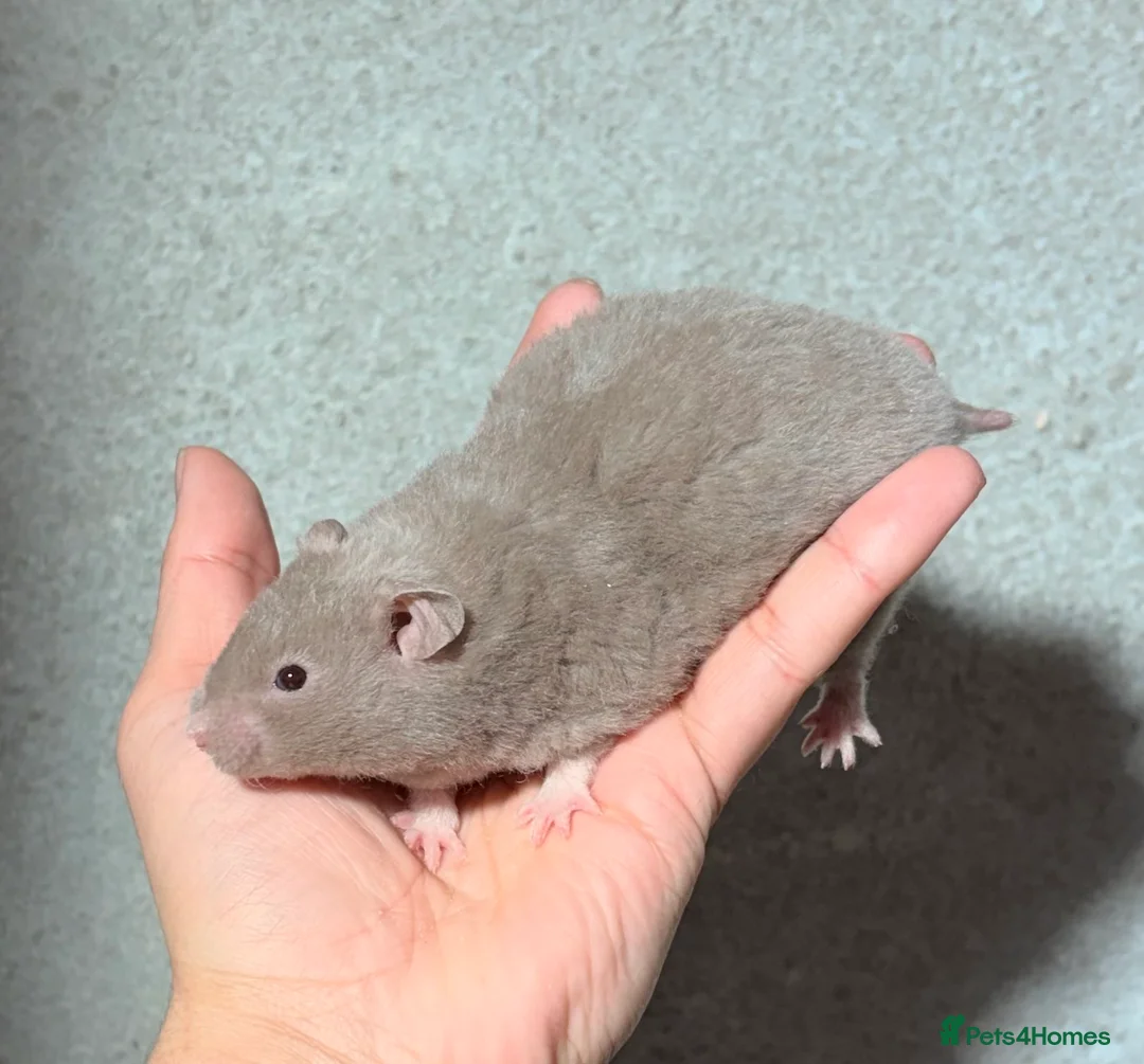 Hamster rodents for sale: BABY TAME PEDIGREE SYRIAN HAMSTERS  - Advert 1