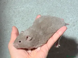 Hamster rodents BABY TAME PEDIGREE SYRIAN HAMSTERS - Advert 10