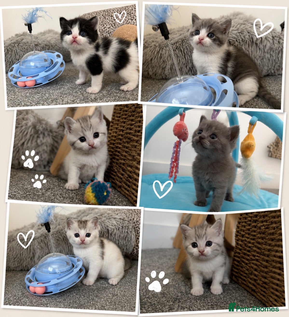 British Shorthair cats Beautiful British Shorthair Male Kittens 🐾 - Advert 11