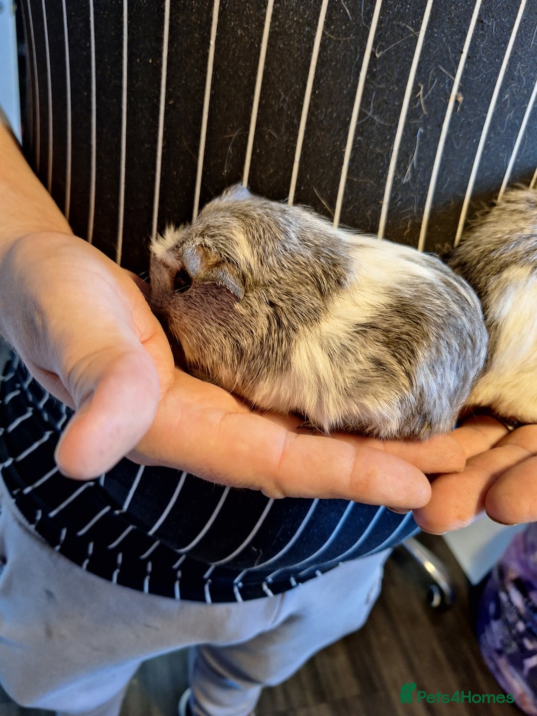Guinea Pig rodents for sale: Bonded pair female baby guinea pigs  - Advert 5