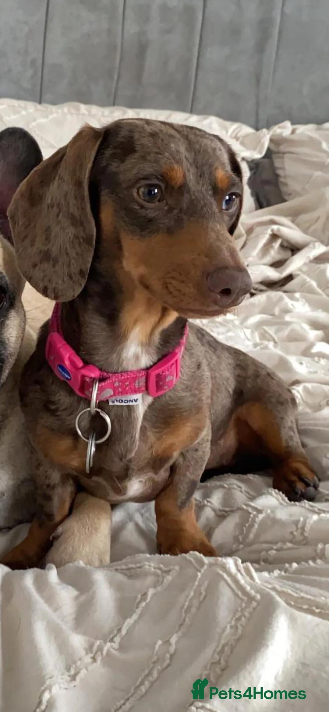 Dachshund dogs for sale: Dachshund ready now  - Advert 8