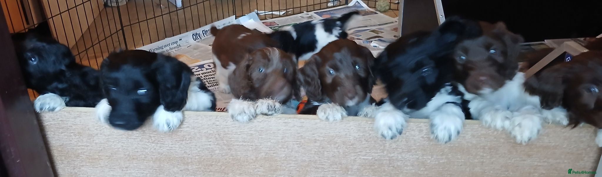 Sproodle dogs Sproodles - Advert 2