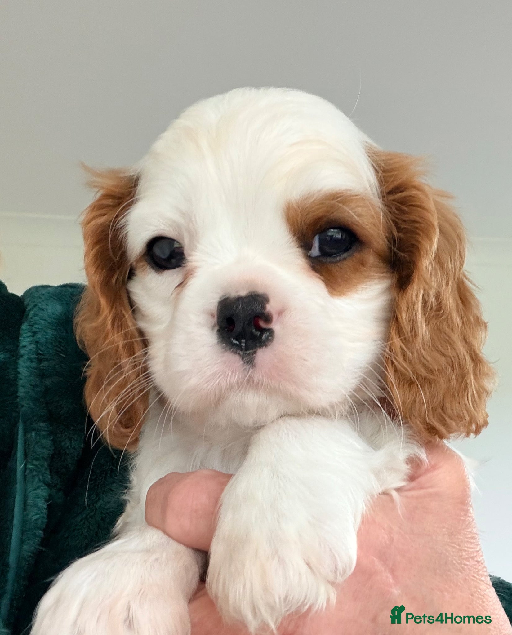 Cavalier King Charles Spaniel dogs KC Beatiful Quality Puppies - Advert 12