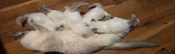 Ragdoll cats for sale: Beautiful Playful Ragdoll Kittens  - Advert 5