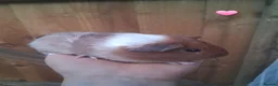 Guinea Pig rodents for sale: 7 beautiful baby guinea pigs for sale - Advert 5