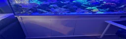 Other/Mixed Breed fish for sale: Marine  set tank shut down  - Advert 2