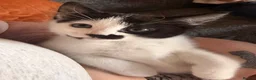 Mixed Breed cats for sale: Tuxedo kitten   - Advert 6