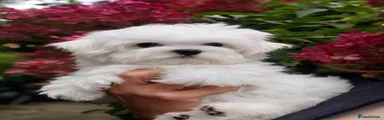 Maltese 1