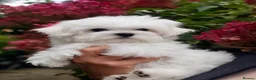 Maltese dogs for sale: Beautiful Mini Maltese Puppy - Korean Bloodlines - Advert 4
